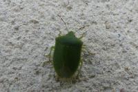 Nezara viridula