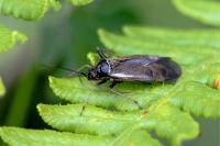 Adelphocoris seticornis