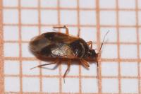 Lyctocoris campestris
