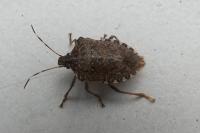 Halyomorpha halys