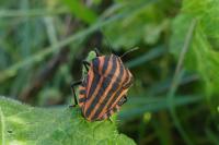 Graphosoma italicum