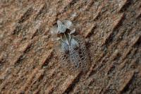 Corythucha ciliata