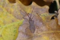 Gonocerus acuteangulatus