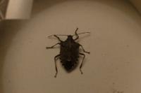 Halyomorpha halys