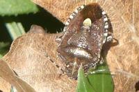 Dolycoris baccarum
