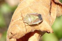 Piezodorus lituratus