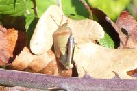 Piezodorus lituratus