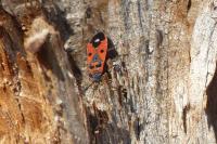 Melanocoryphus albomaculatus