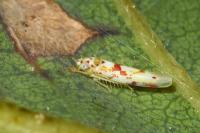 Zygina rorida