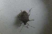 Halyomorpha halys