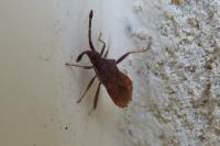 Coriomeris denticulatus