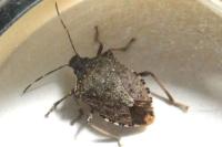 Halyomorpha halys