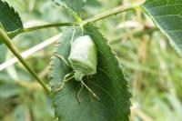 Palomena prasina