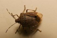 Halyomorpha halys