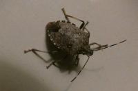 Halyomorpha halys