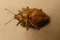 Halyomorpha halys