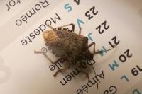 Halyomorpha halys