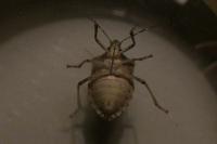 Halyomorpha halys