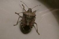 Halyomorpha halys