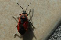 Melanocoryphus albomaculatus