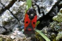 Melanocoryphus albomaculatus