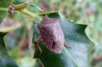 Palomena prasina
