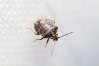 Holcogaster fibulata