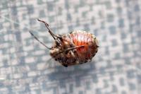 Holcogaster fibulata