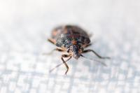 Holcogaster fibulata