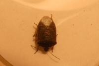 Nezara viridula