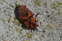 Spilostethus pandurus