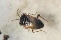 Geocoris megacephalus