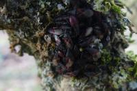 Oxycarenus lavaterae