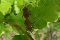 Coreus marginatus