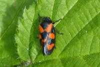 Cercopis vulnerata