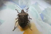 Halyomorpha halys