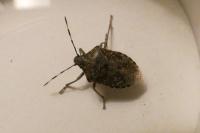 Rhaphigaster nebulosa