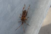 Leptoglossus occidentalis