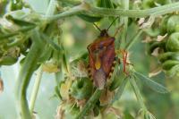 Carpocoris purpureipennis