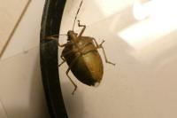 Nezara viridula