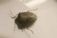 Nezara viridula