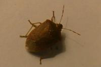 Nezara viridula