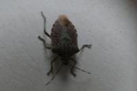 Halyomorpha halys