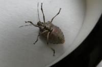 Halyomorpha halys