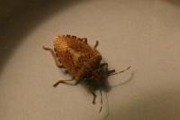 Halyomorpha halys