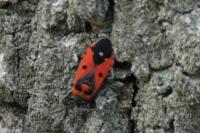 Melanocoryphus albomaculatus