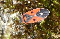 Melanocoryphus albomaculatus