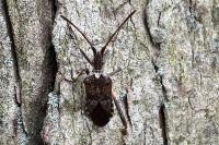 Leptoglossus occidentalis