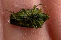 Cyphostethus tristriatus