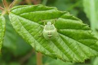 Palomena prasina